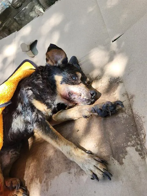 Panchito