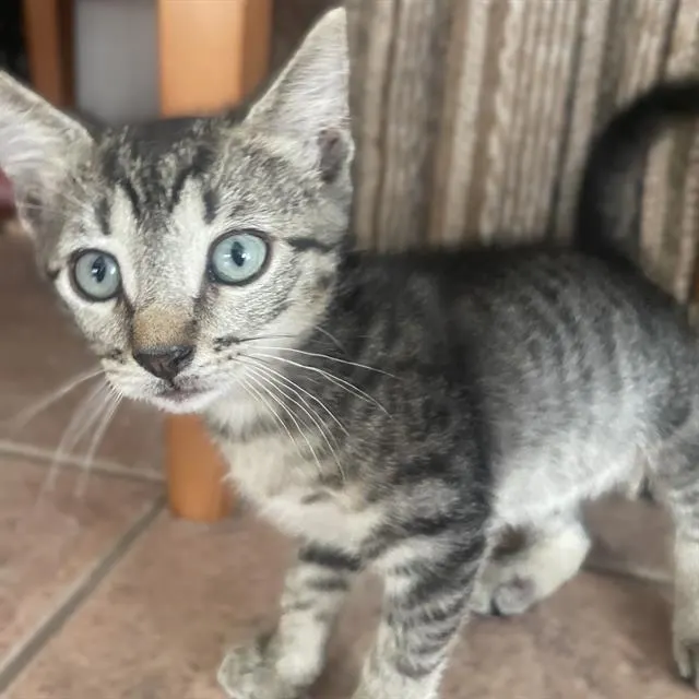 Oreo