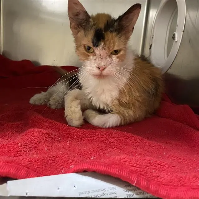 Adoptable Cat