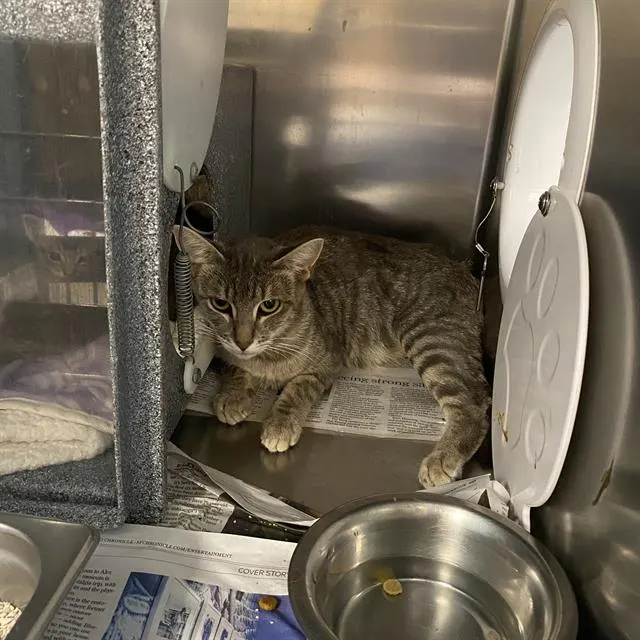 Adoptable Cat