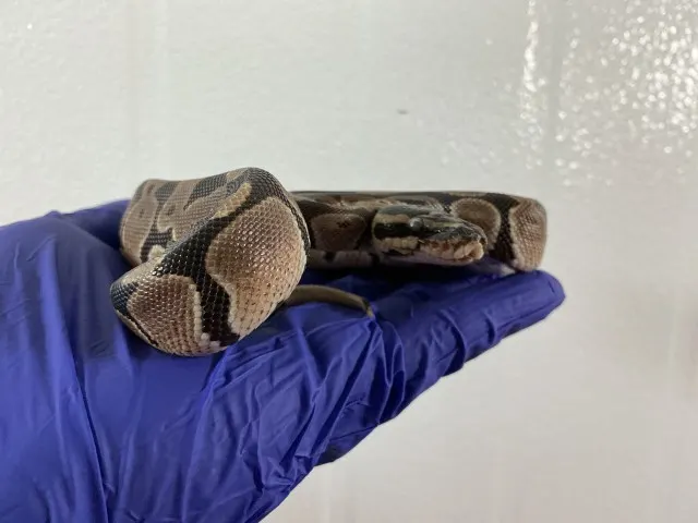 Sir Hiss