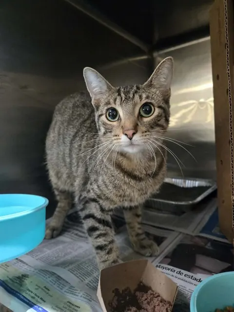 Adoptable Cat