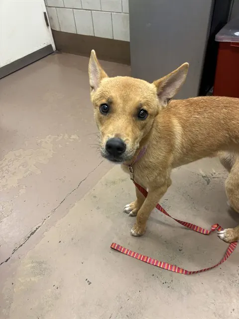Adoptable Dog