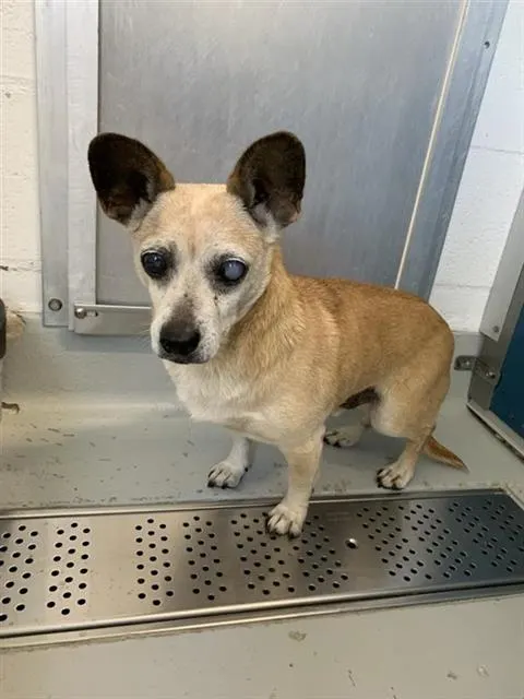 Adoptable Dog