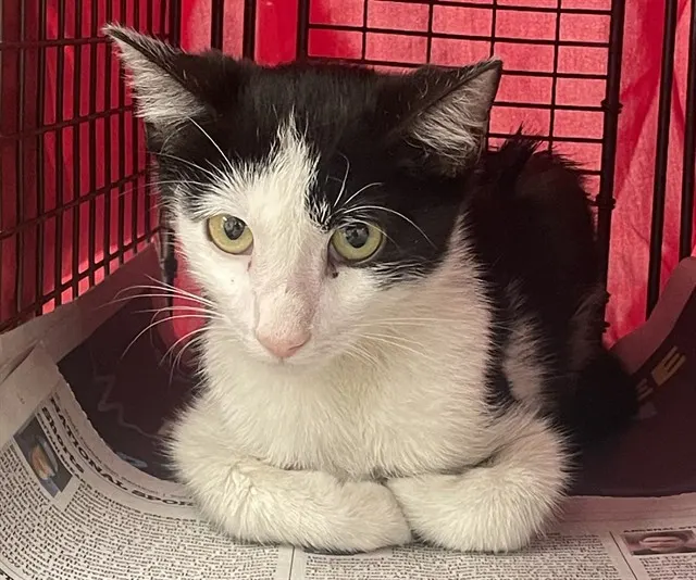 Adoptable Cat