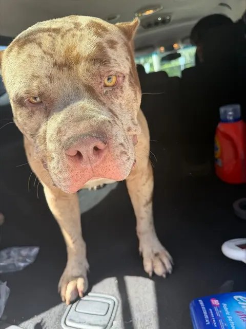 Adoptable Dog