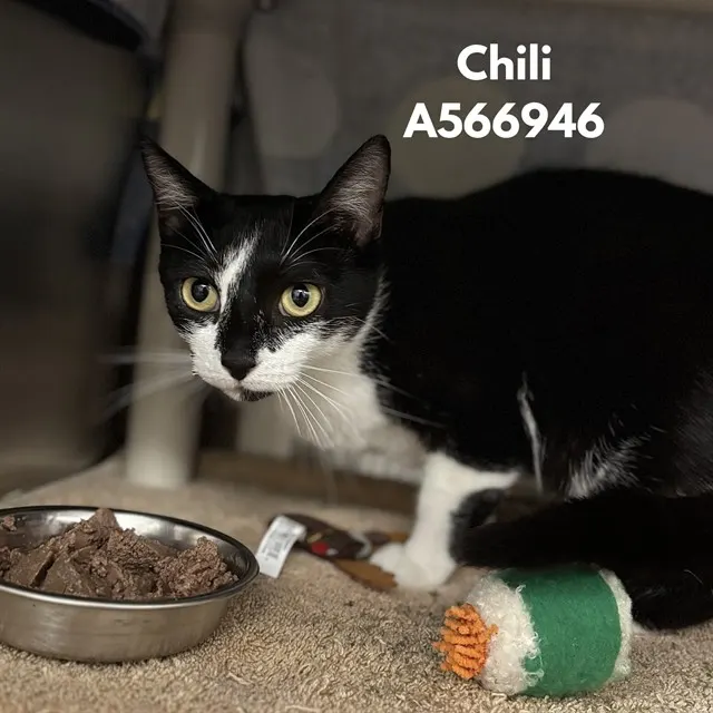 Chili