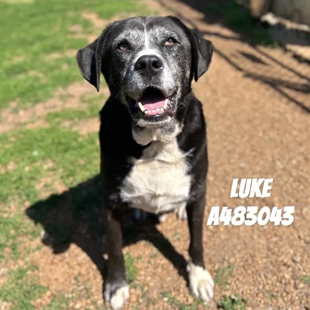 Luke