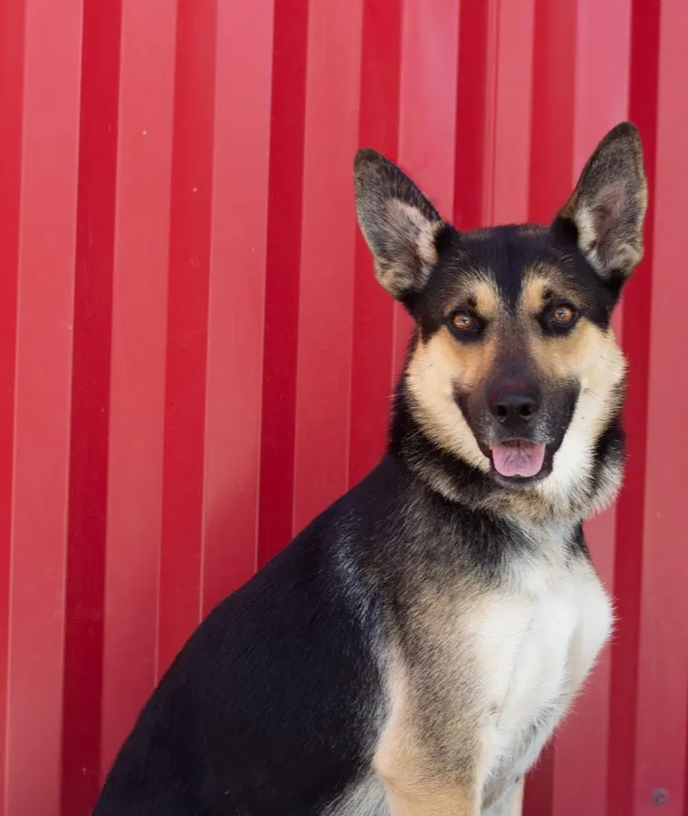 Espino