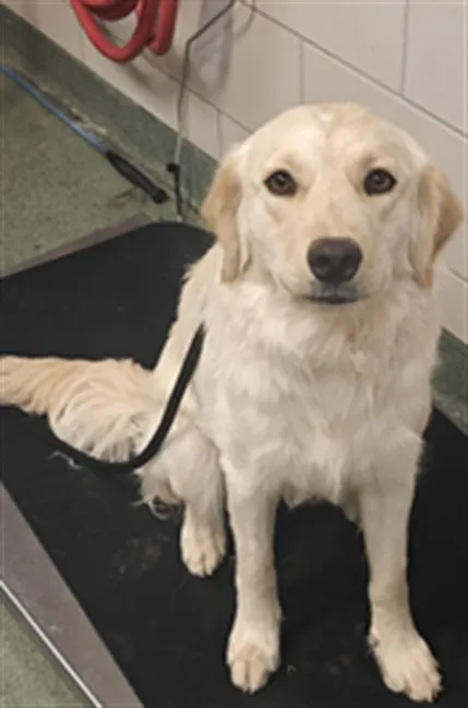 Adoptable Dog
