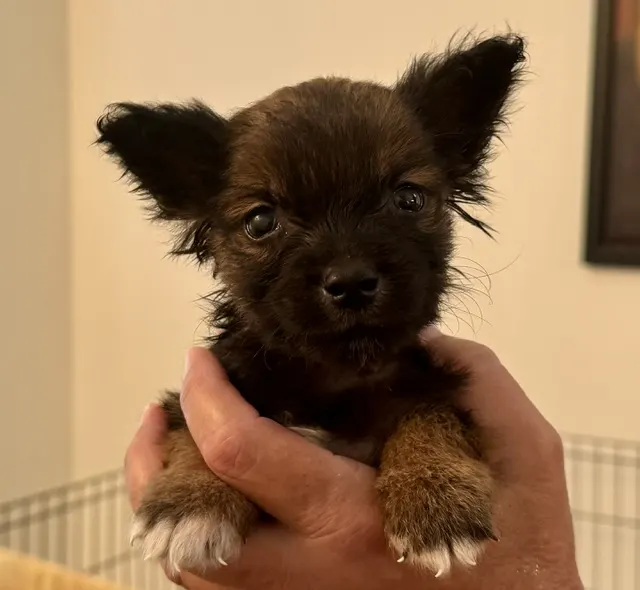 Adoptable Dog