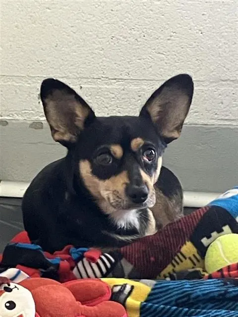 Adoptable Dog