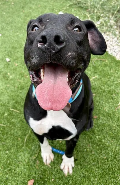 Loki