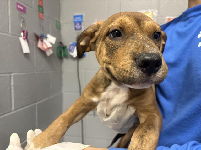 Adoptable Dog