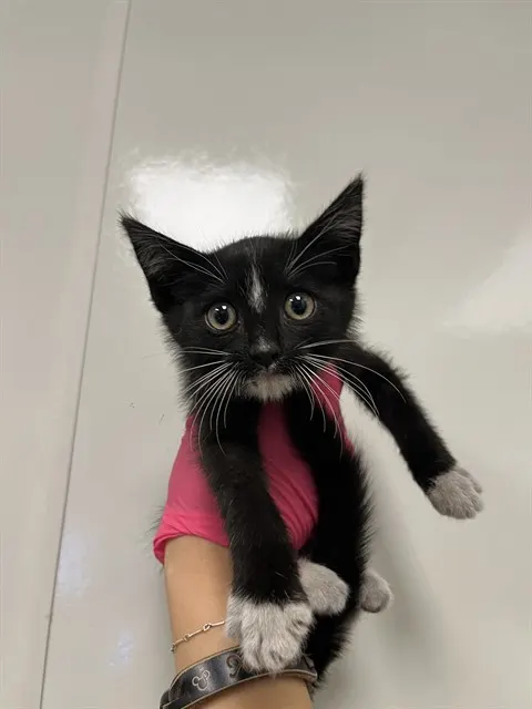 Adrian - Adoption Pending