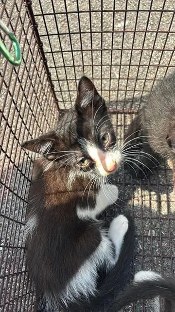 Adoptable Cat