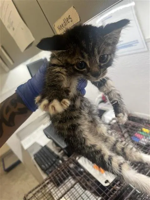 Adoptable Cat