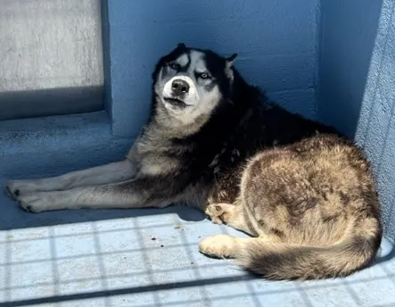 Adoptable Dog