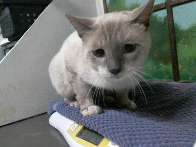 Adoptable Cat
