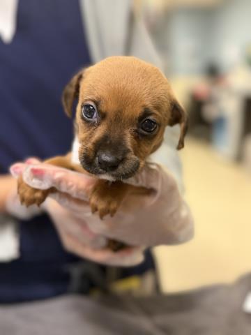 Adoptable Dog