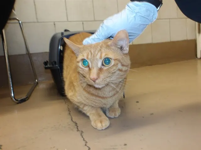 Nacho