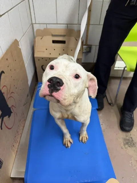 Adoptable Dog