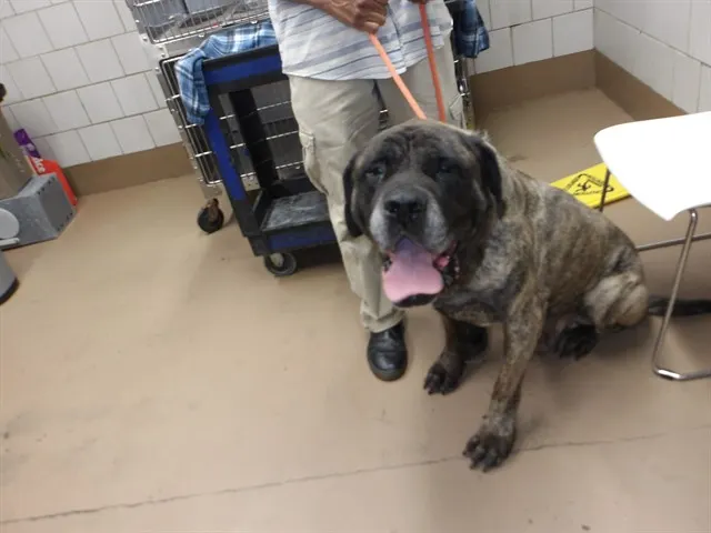 Adoptable Dog