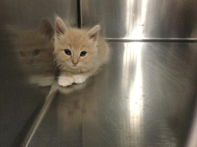 Adoptable Cat