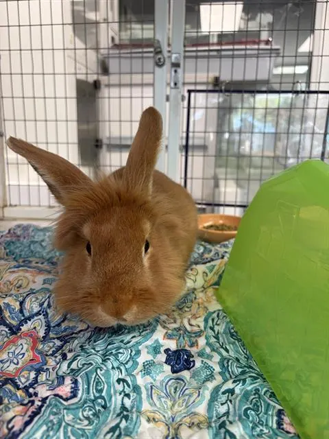 Ted