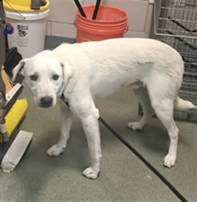 Adoptable Dog
