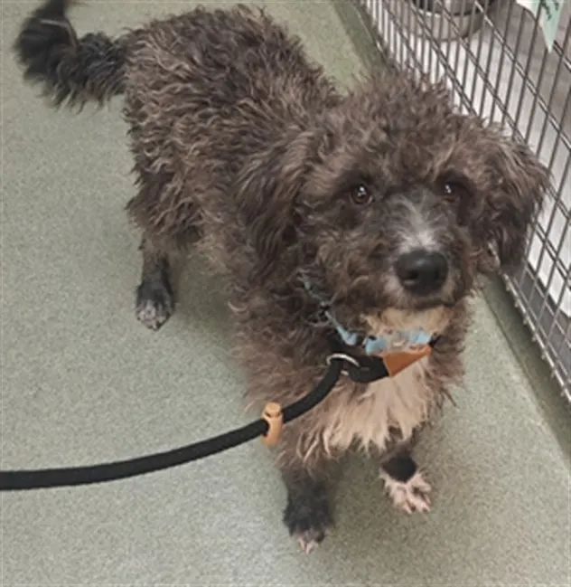 Adoptable Dog