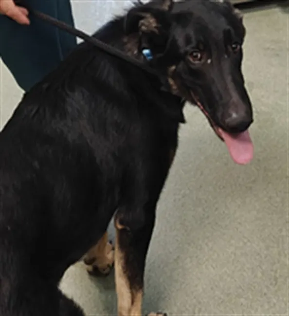 Adoptable Dog