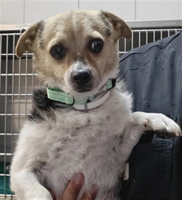 Adoptable Dog