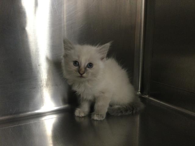 Adoptable Cat