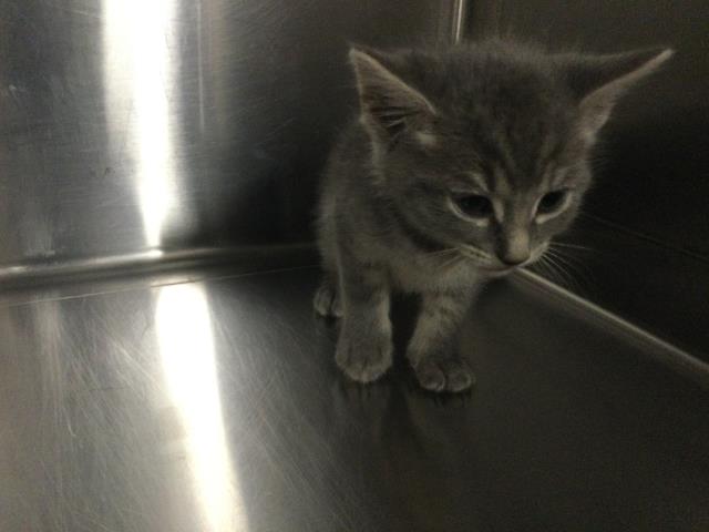 Adoptable Cat
