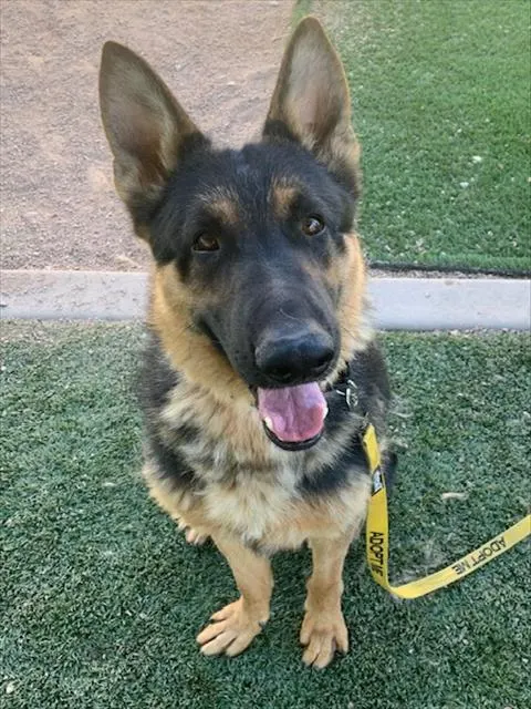 Oso