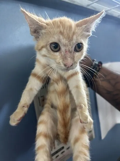 Adoptable Cat