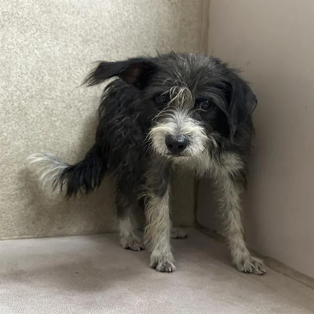 Adoptable Dog