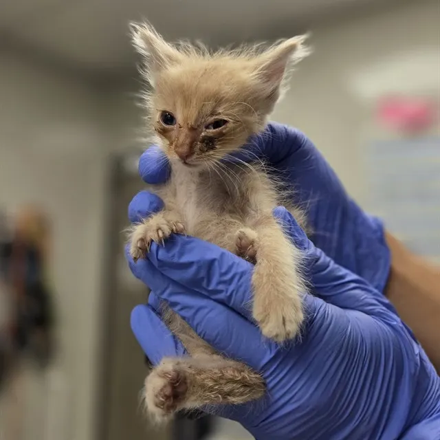 Vixen - Adoption Pending