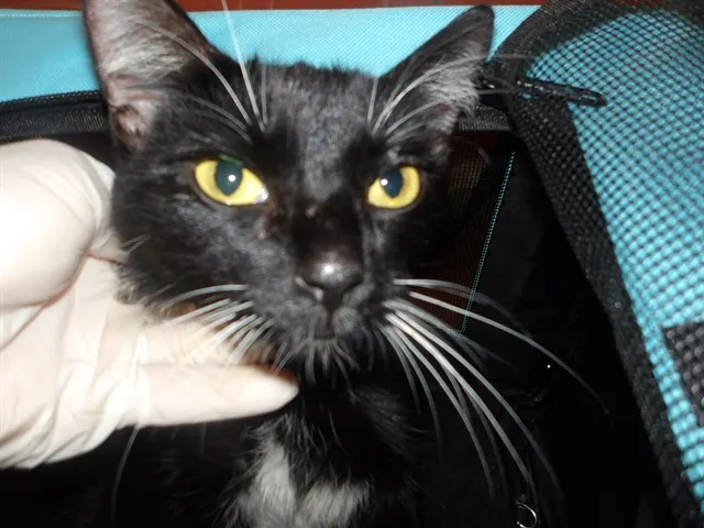 Adoptable Cat