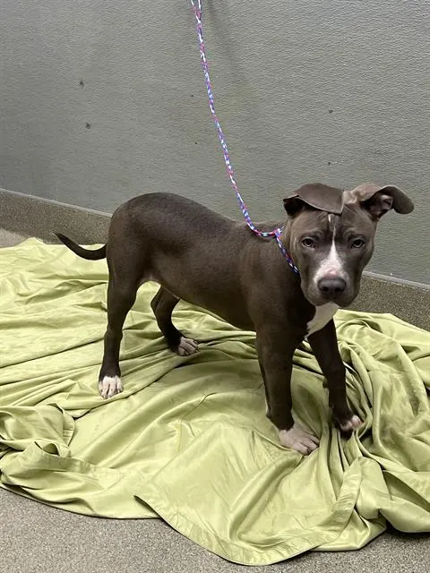 *Goofy Puppy