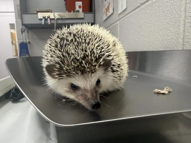 Oreo