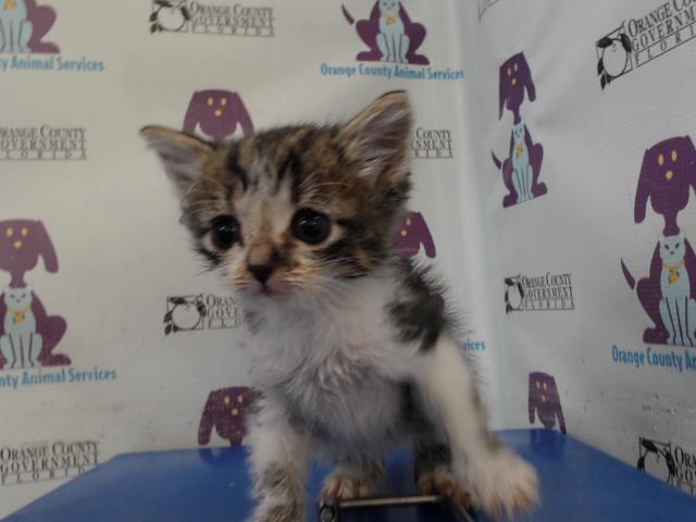 Adoptable Cat