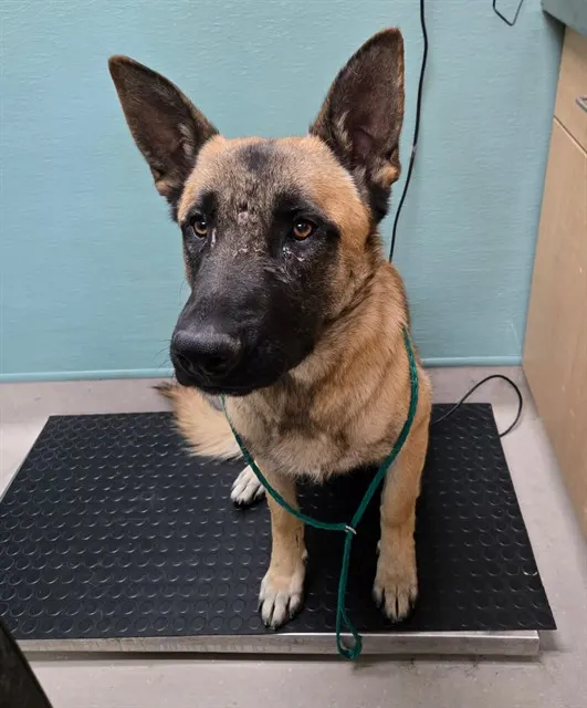 Adoptable Dog