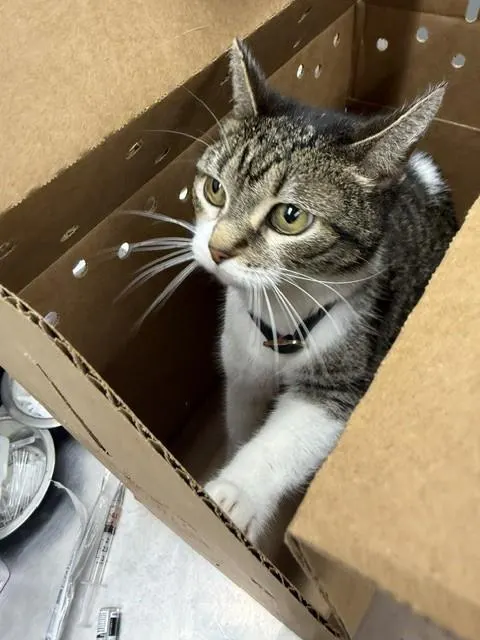 Adoptable Cat