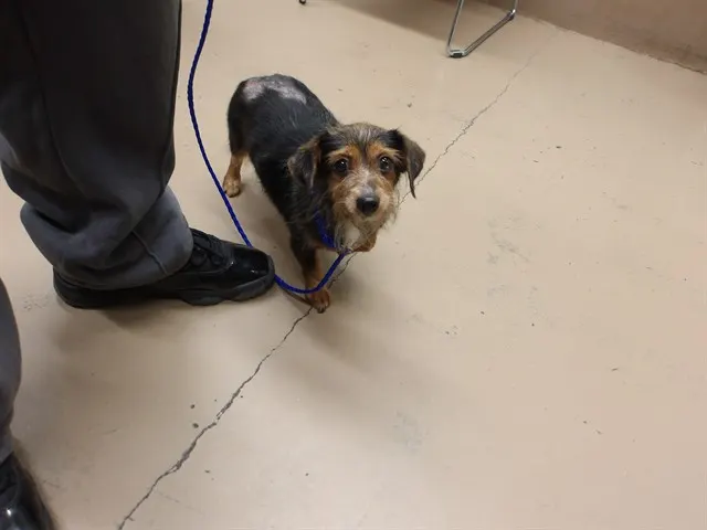 Adoptable Dog