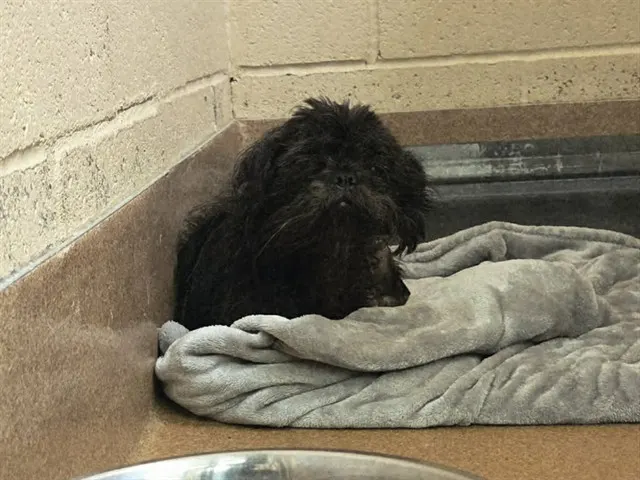 Teddy Bear
