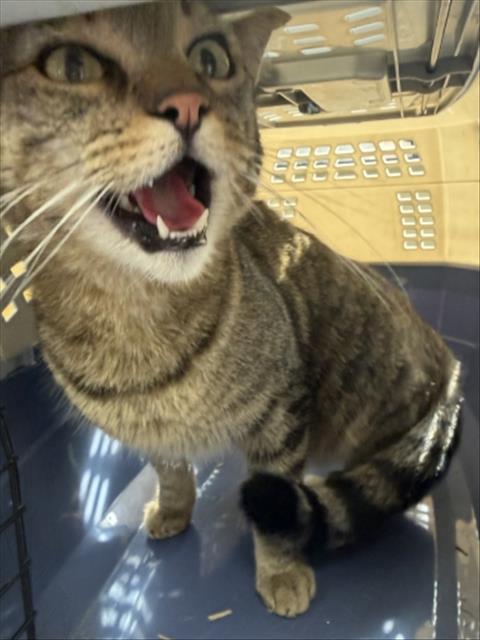 Adoptable Cat
