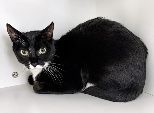 Figaro