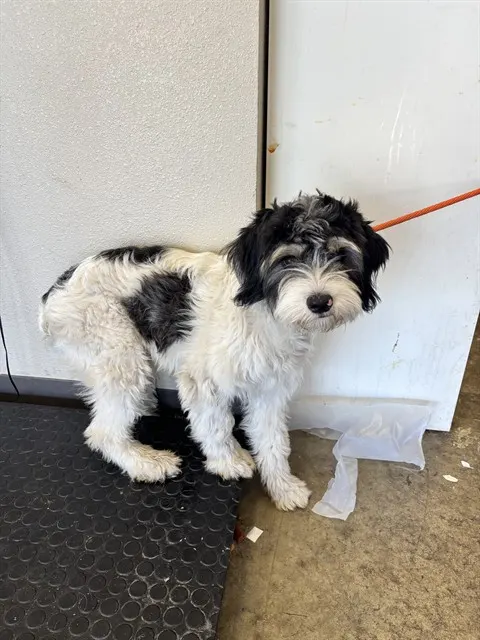 Drift - Adoption Pending